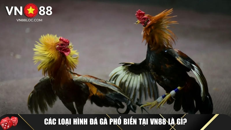 Khám phá các loại hình đá gà phổ biến tại VN88